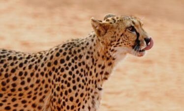 4 Days – Masai Mara National Reserve Private Safari