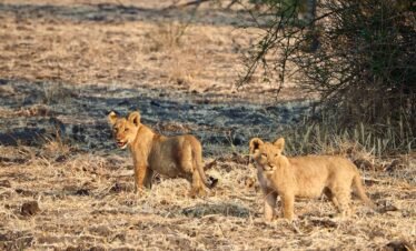 4 Days Masai Mara + Lake Nakuru Private Safari