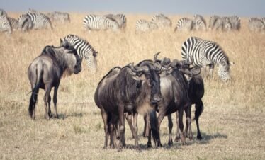 5 Days – Arusha,Serengeti & Ngorongoro Crater