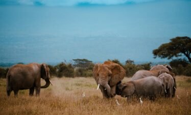  Kenya’s Wild Heart & Coastal Bliss: A Mara & Diani Escape
