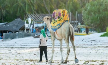 Wings Over Kenya: Mara Wildlife & Diani Shores Escape