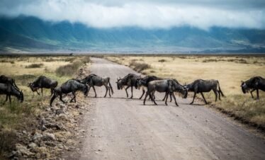 Mara Migration Majesty: A 3-Day Private Safari Experience