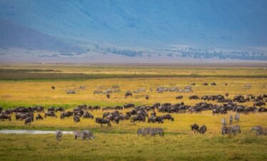  The Mara Majesty: A 4-Day Wildlife Spectacle