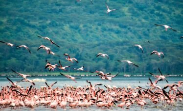 6 Days – Masai Mara, Lake Nakuru & Amboseli Safari