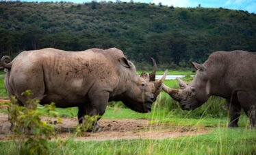 5 Days – Masai Mara, Lake Nakuru & Lake Naivasha Safari