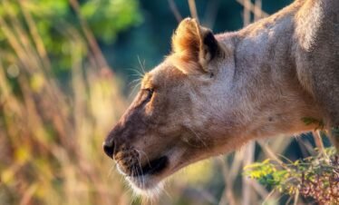 Nairobi National Park Safari – Half Day Experience