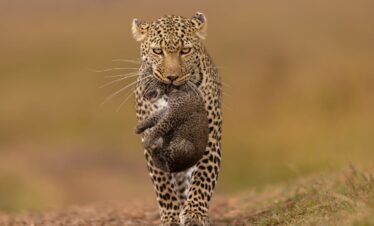 12 Days – Lake Nakuru, Masai Mara, Central Serengeti, Ngorongoro Crater, Tarangire & Lake Manyara Safari