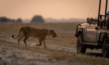 3 Days Fly-In Safari – Masai Mara National Reserve
