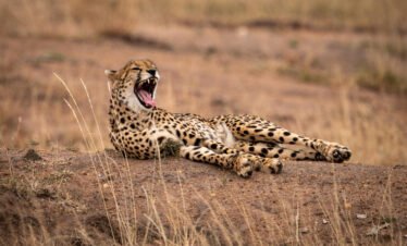 4 Days – Masai Mara & Lake Nakuru Join-a-Group Safari