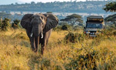 8 Days Masai Mara, Lake Nakuru, Amboseli, Tsavo West & East Safari